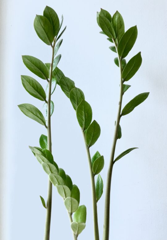 substitute-for-curry-leaves