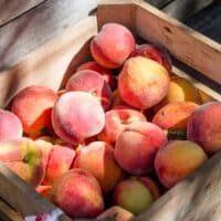 Peach and Gourmet Salad You Will Love This Summer