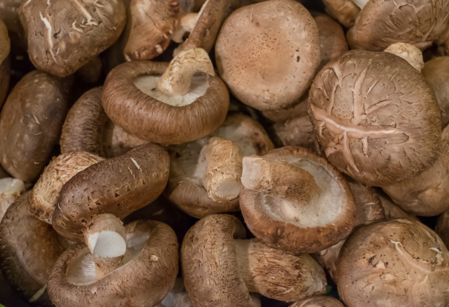 Shiitake Mushroom Substitute