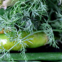 Substitute for Fresh Dill11