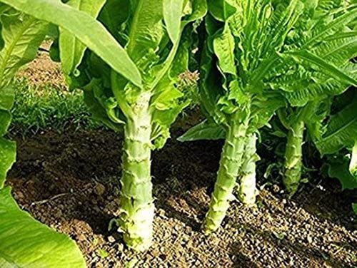 Chinese lettuce