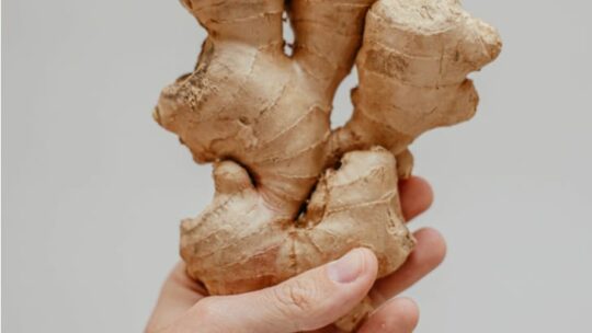 Hand holds up piece of fresh ginger.