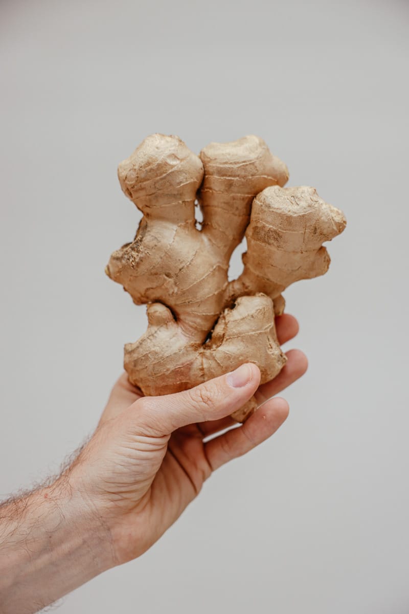 Hand holds up piece of fresh ginger. 