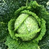 Substitute for Savoy Cabbage