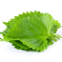 What's the Best Shiso Leaves Substitute